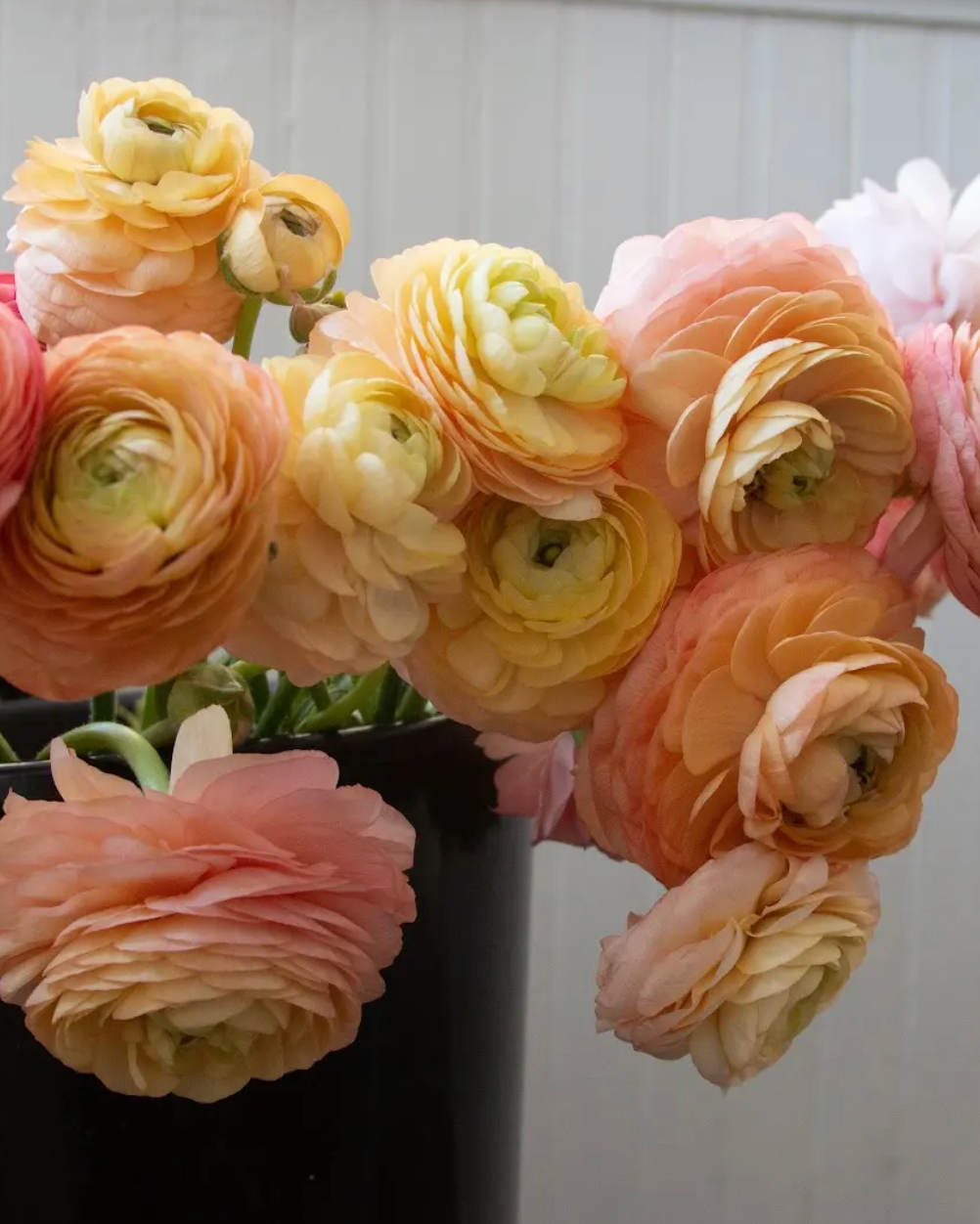 Bouquet of pink, yellow, and peach flowers in a black pot against a light gray background