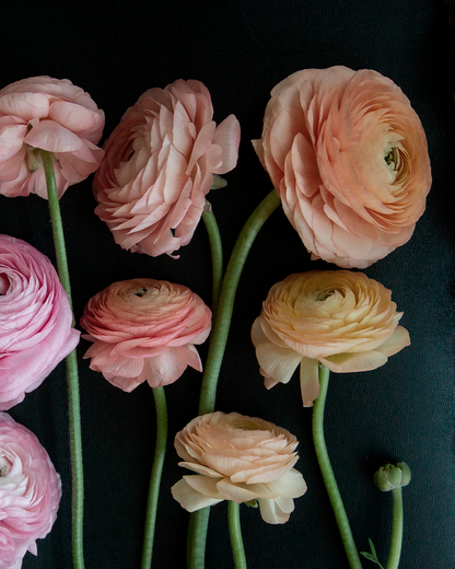 Anemone and ranunculus Mystery Pack