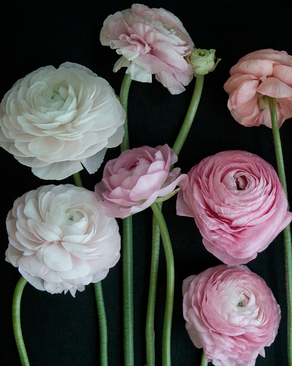 Anemone and ranunculus Mystery Pack