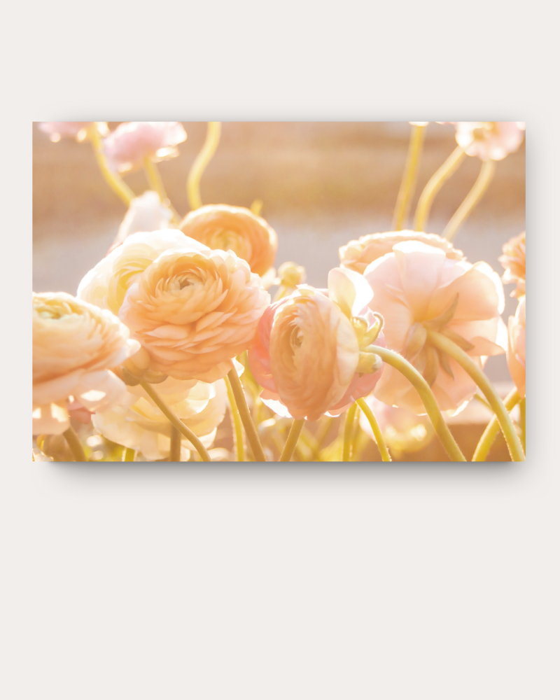 Ranunculus at Golden Hour Print