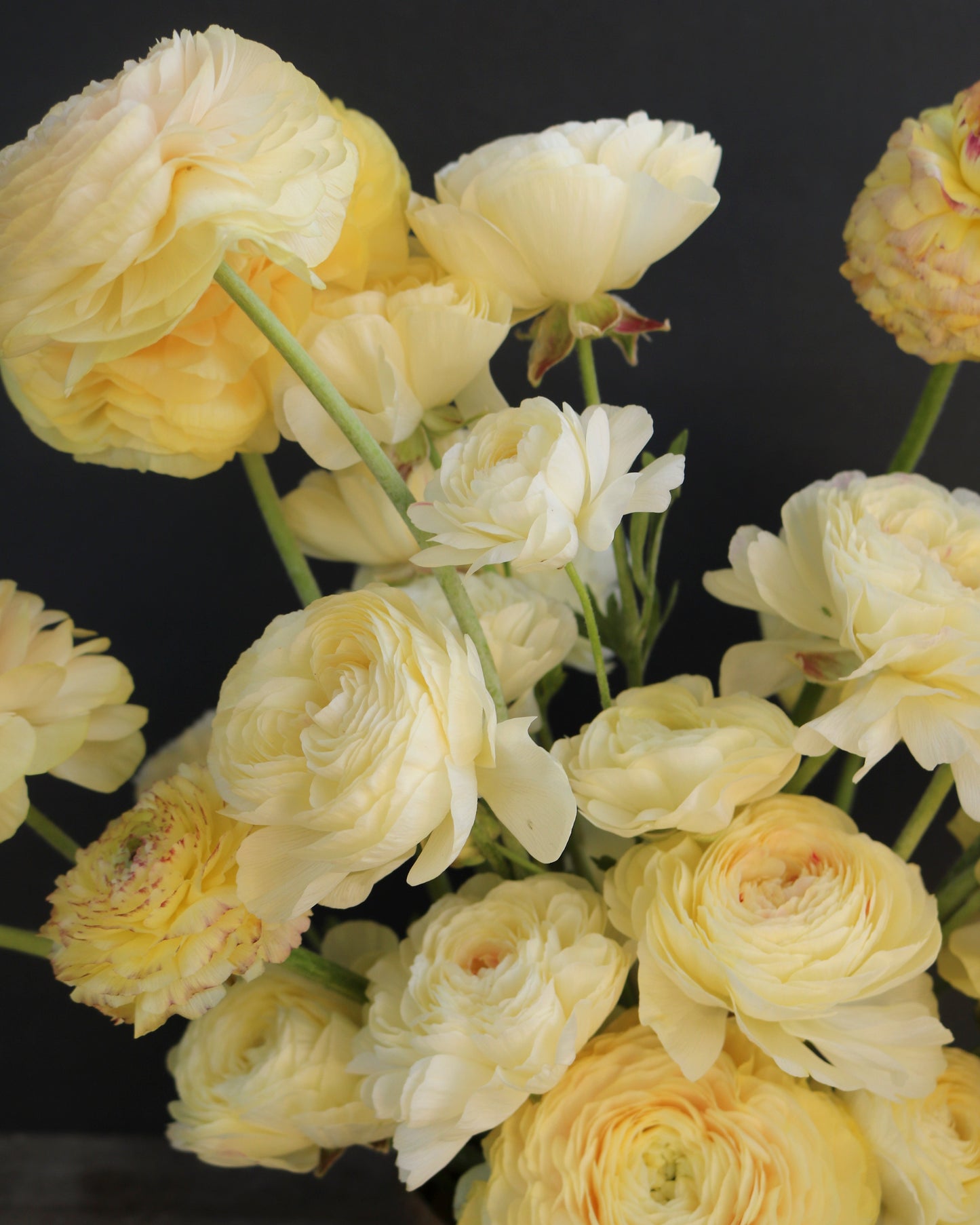 Bouquet of light yellow flowers on a dark background