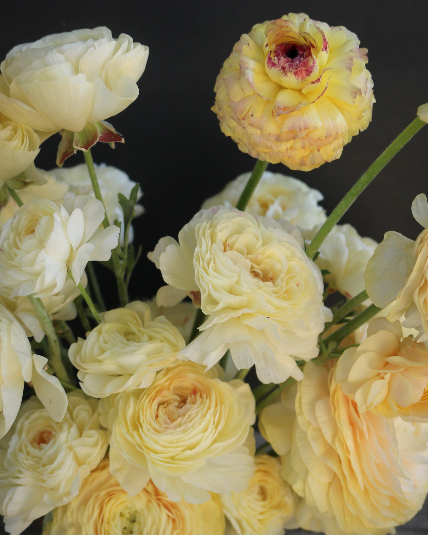 Bouquet of light yellow and white flowers against a dark background
