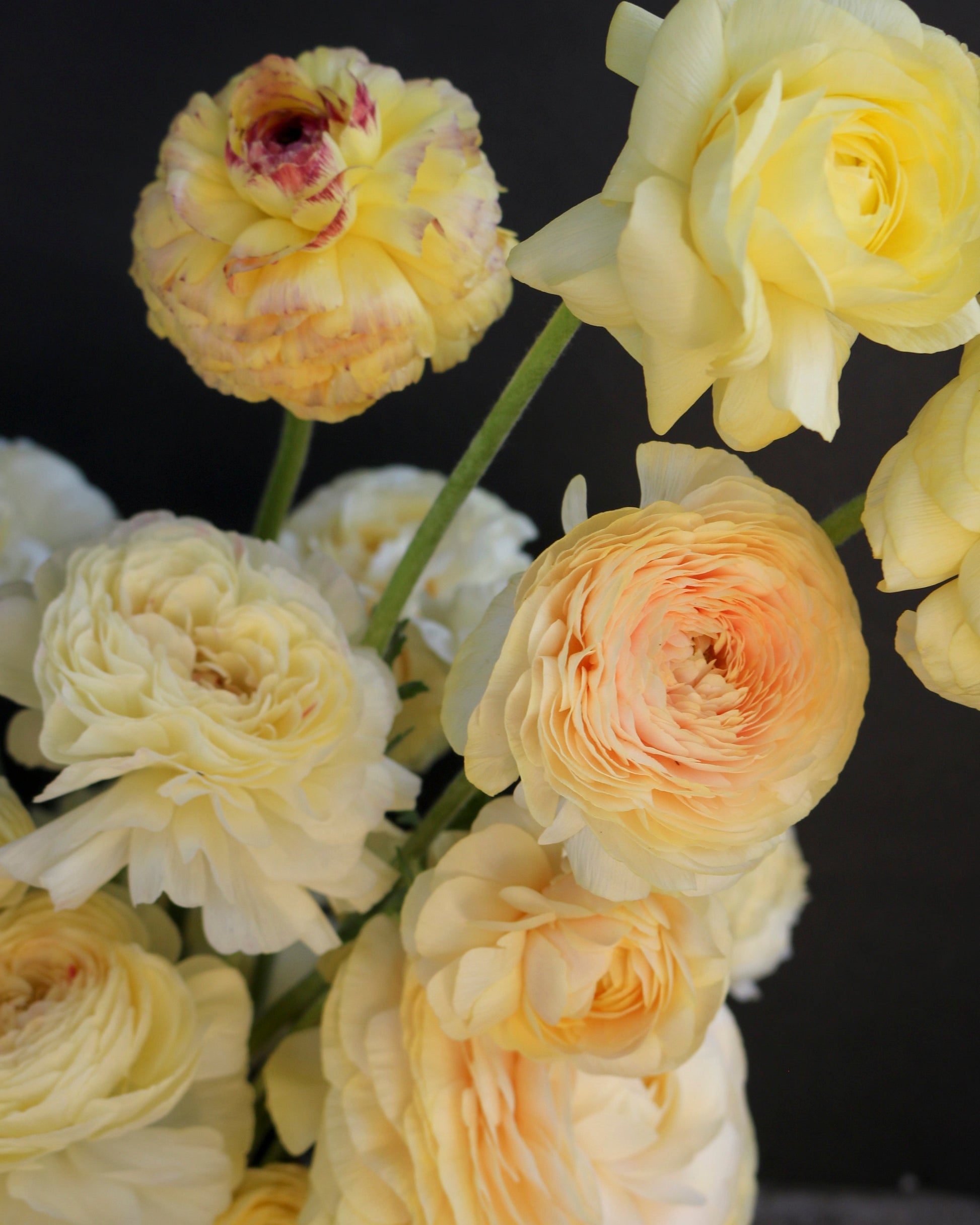 Close-up of yellow and peach-colored flowers against a dark background