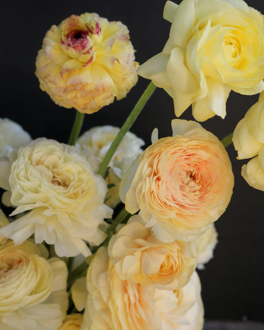 Close-up of yellow and peach-colored flowers against a dark background