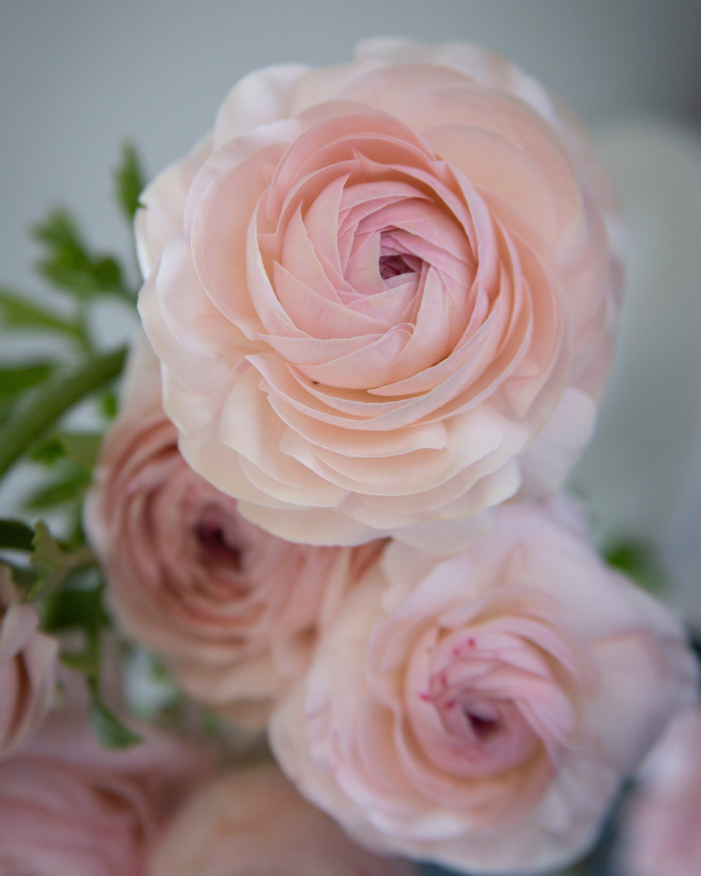 Close-up of pink roses with a soft focus background