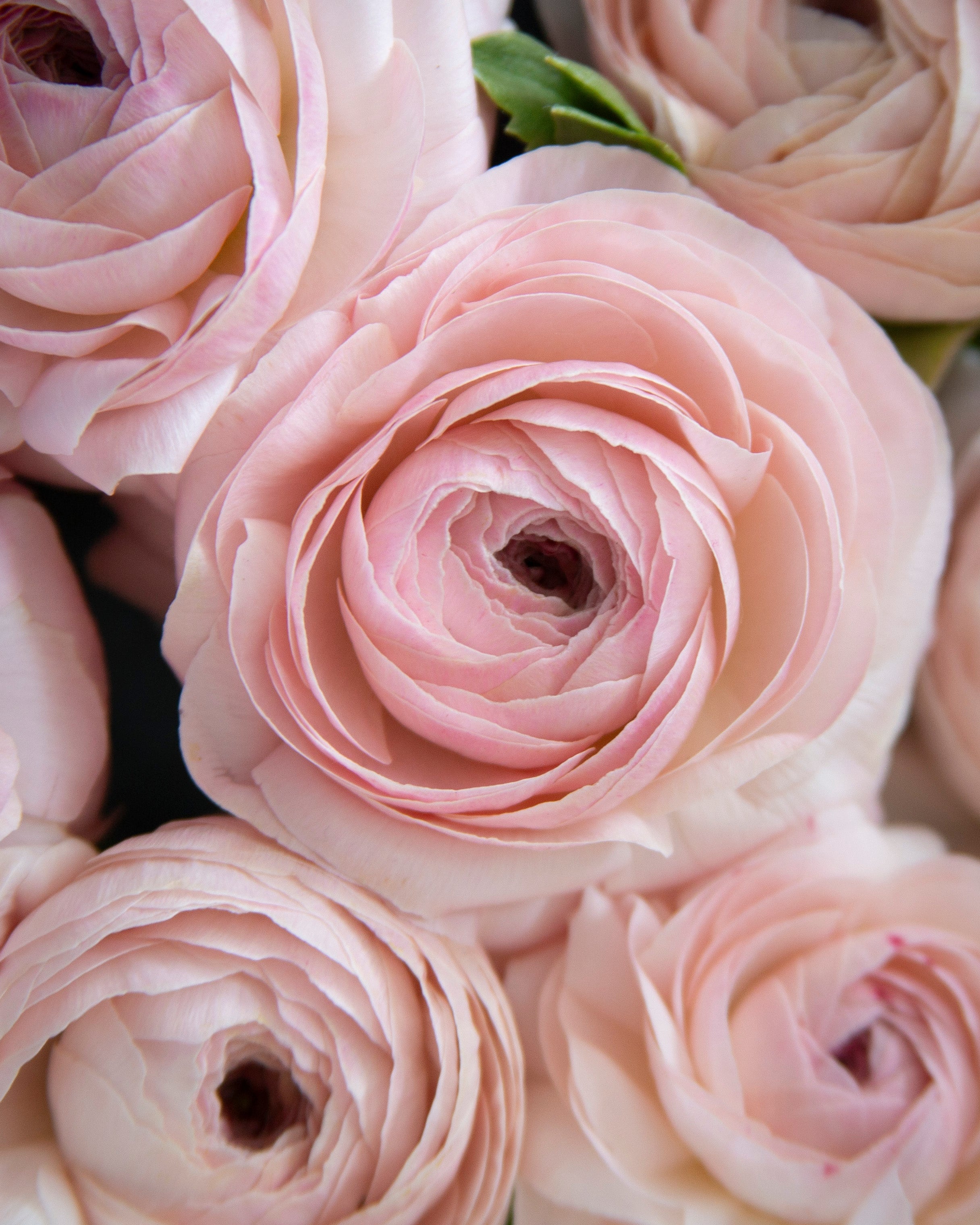 Blush Pink Ranunculus Romance Seine – The Dahlia House