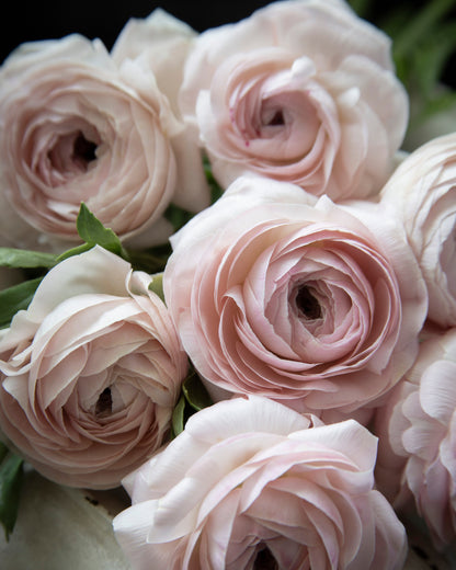 Ranunculus Romance Seine