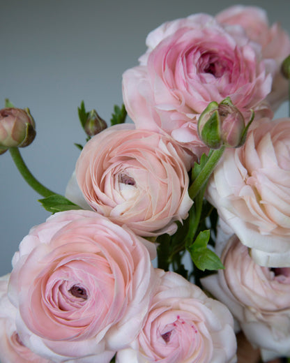 Ranunculus Romance Seine