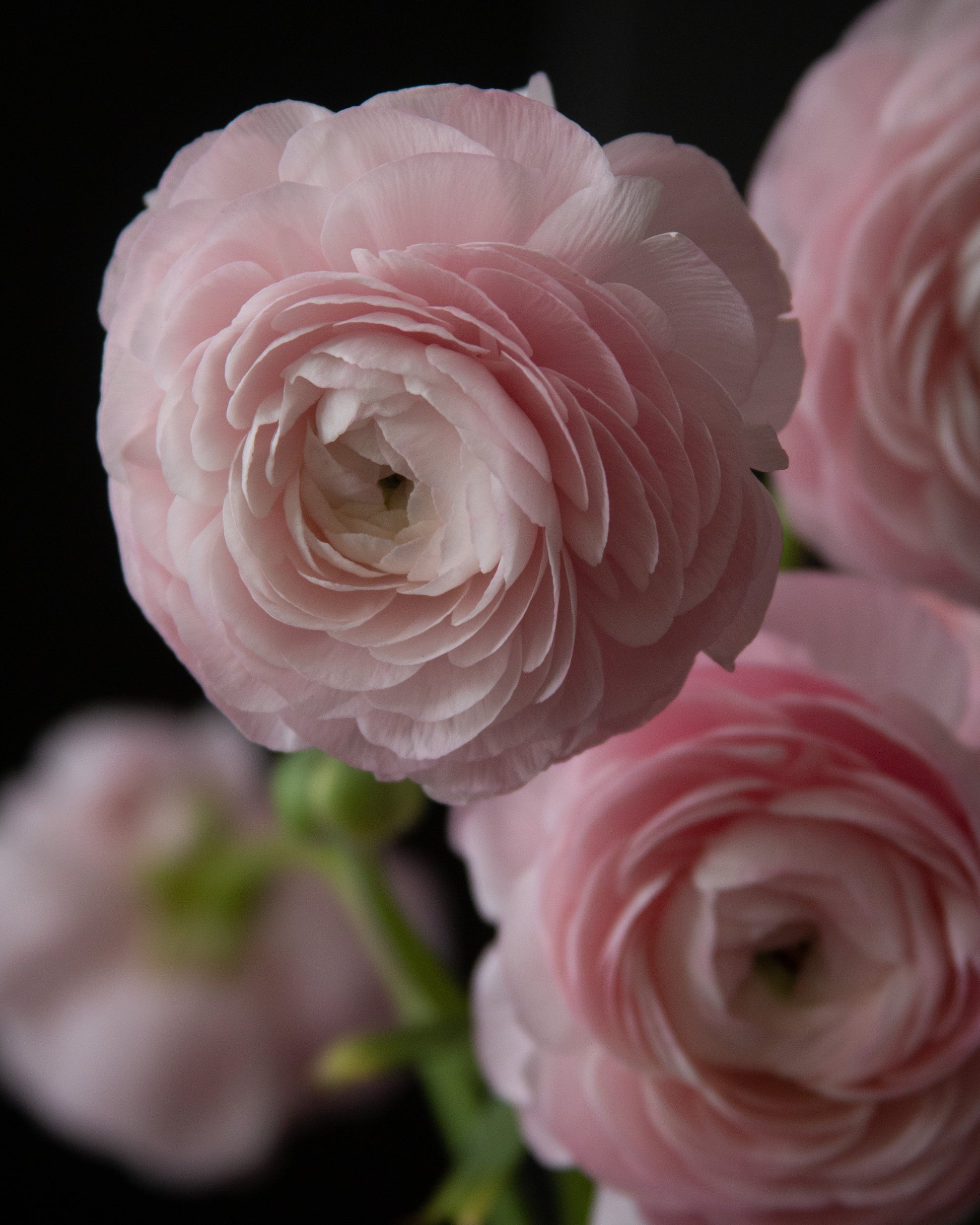 Close-up of pink flowers with a black background