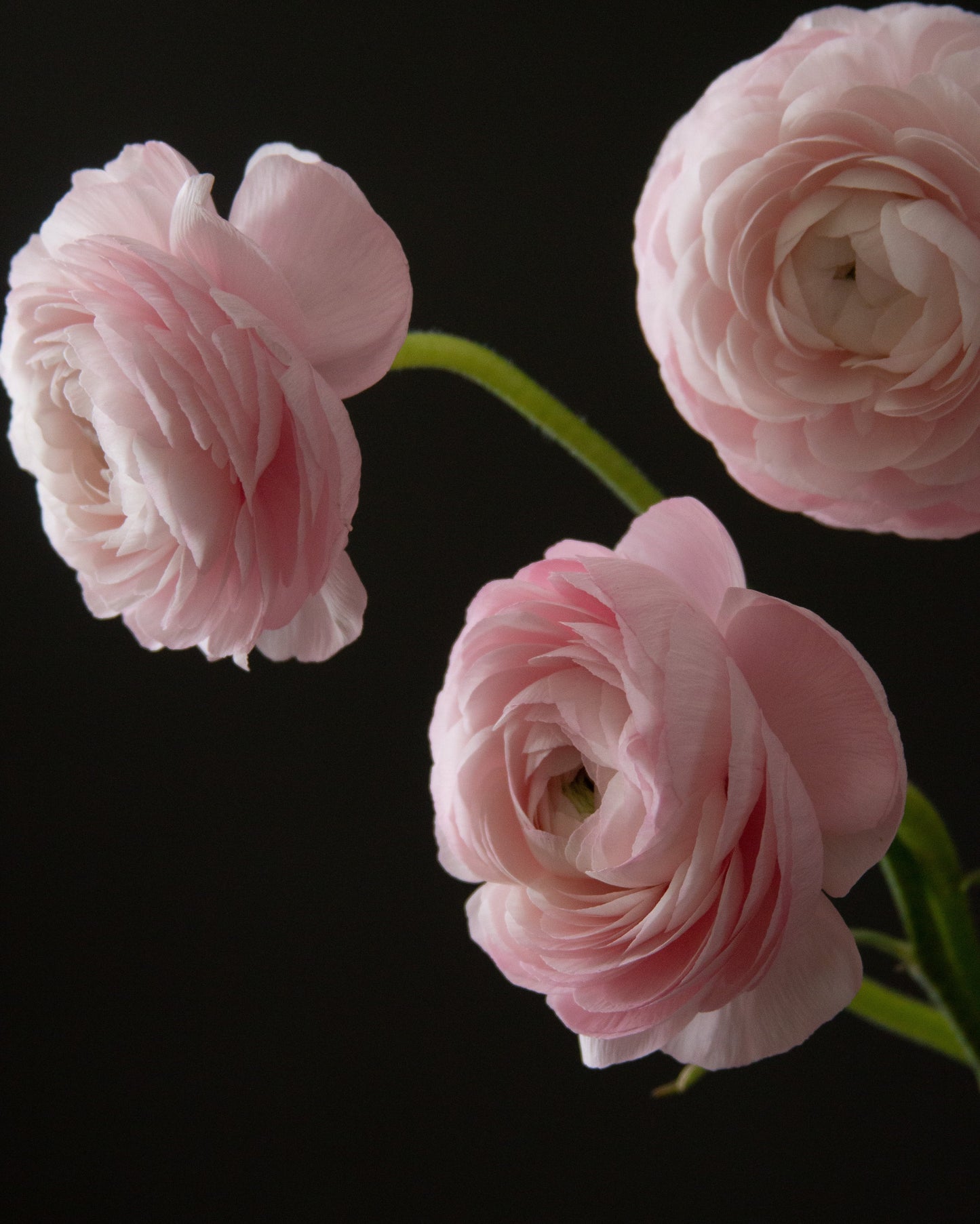 Three pink flowers on a black background