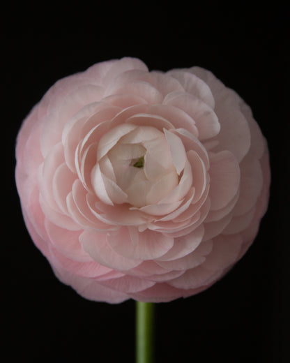 Single pink flower against a black background