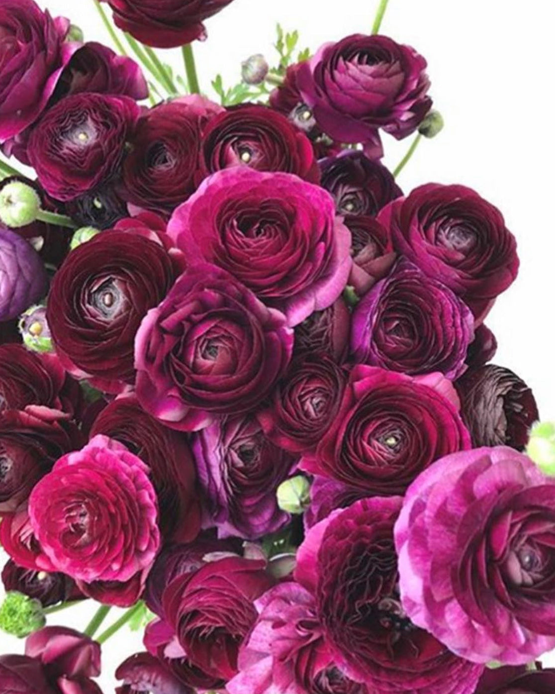 Bouquet of purple and pink roses on a white background