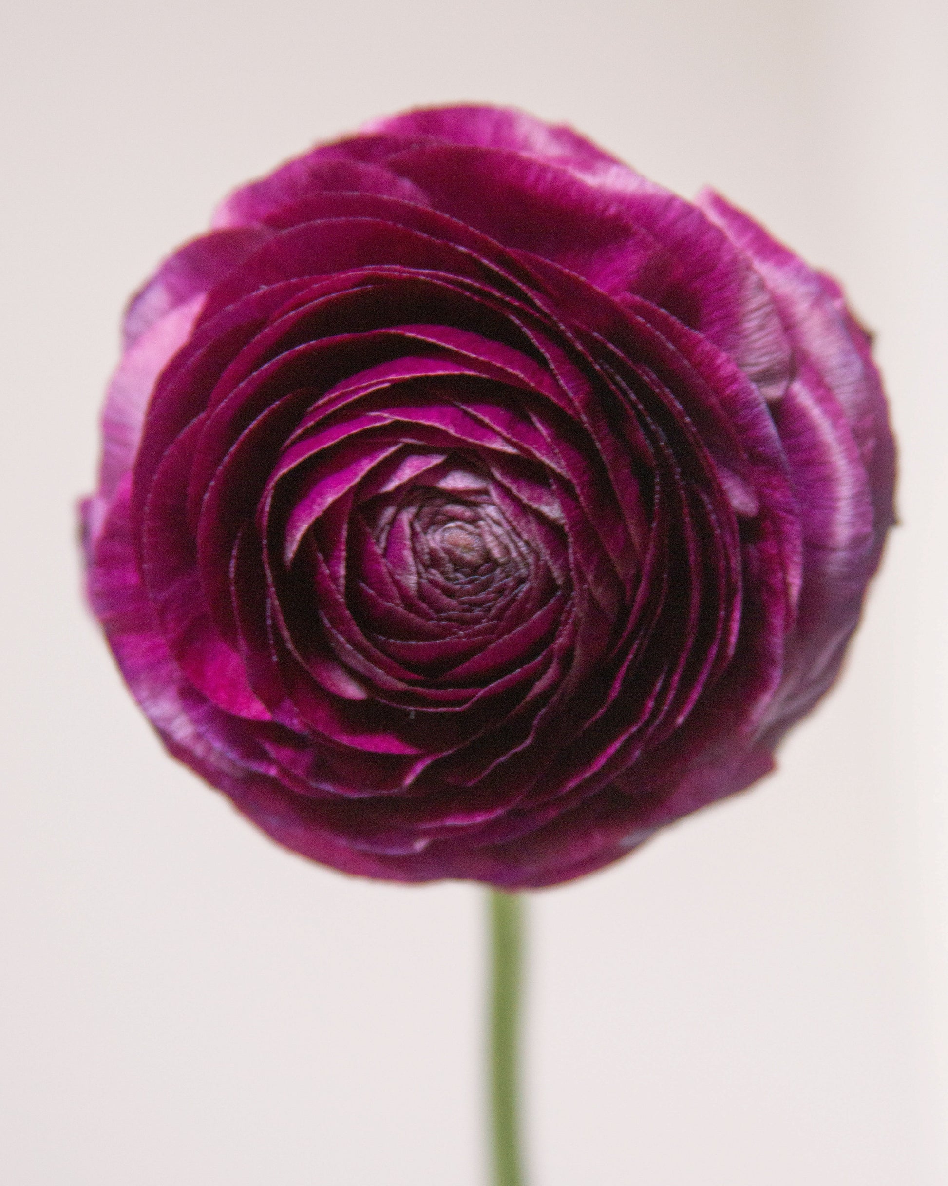 Close-up of a purple flower on a light background
