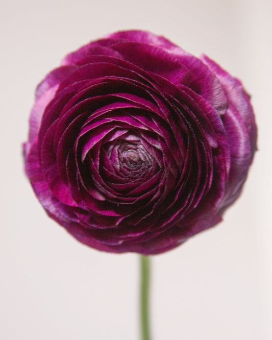 Close-up of a purple flower on a light background