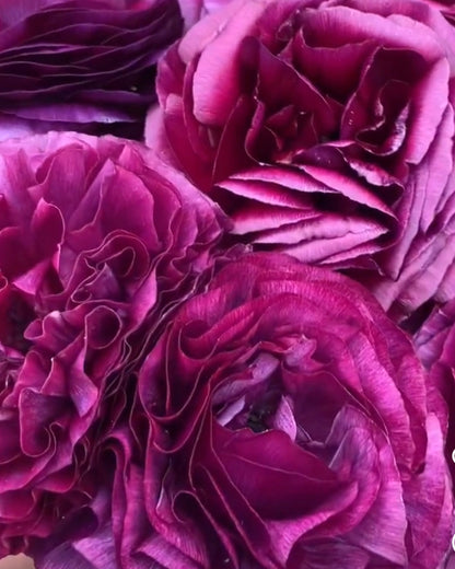 Close-up of purple flowers with a focus on texture and color.
