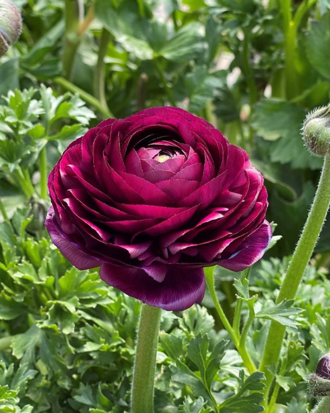Purple flower with green leaves in the background