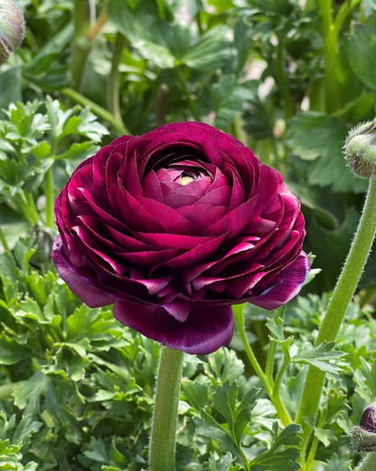 Purple flower with green leaves in the background