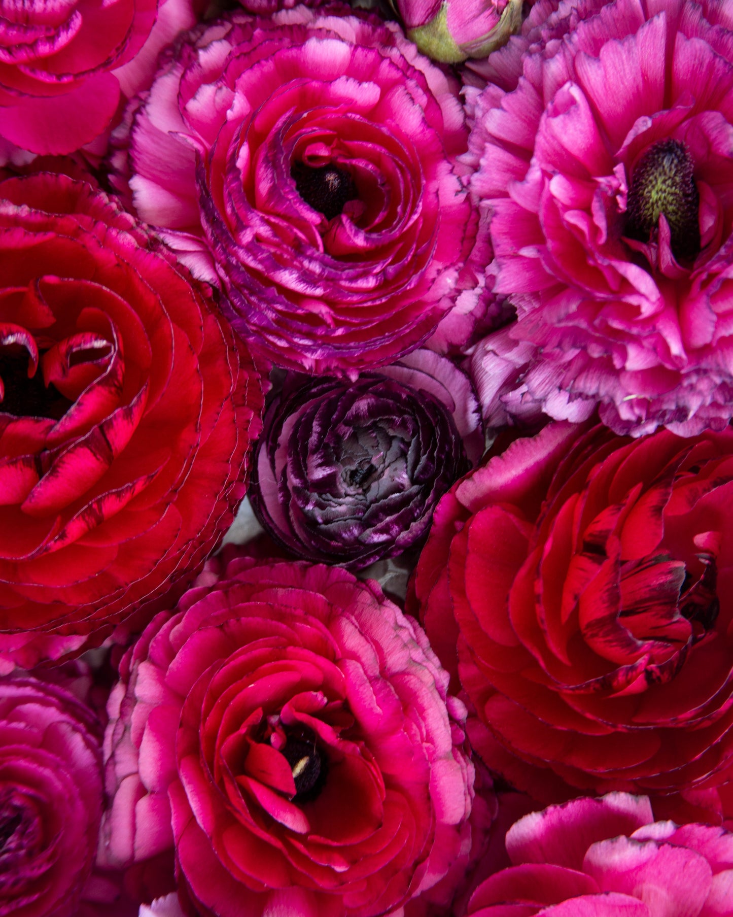 Ranunculus Rosa Striato