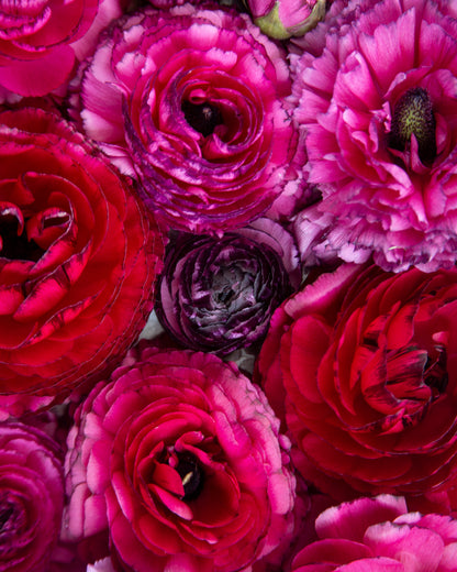 Ranunculus Rosa Striato