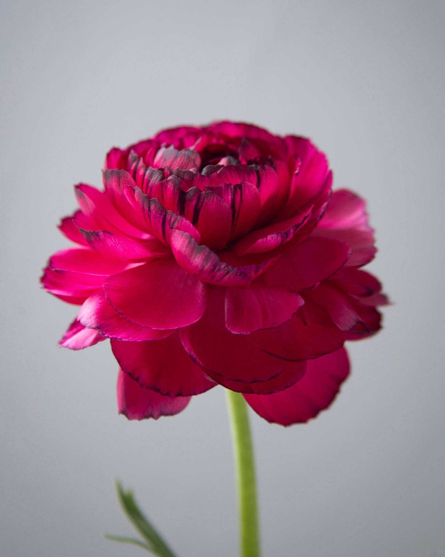 Single bright pink flower against a plain background