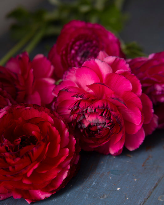Close-up of bright pink flowers on a textured surface