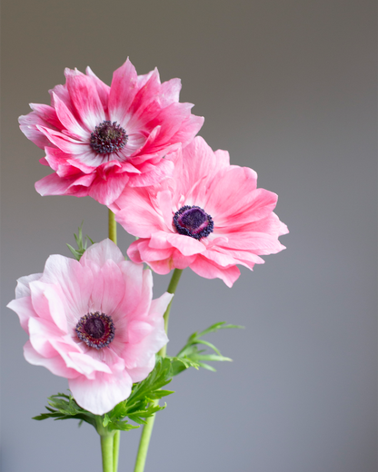 Anemone Rosa Chiaro