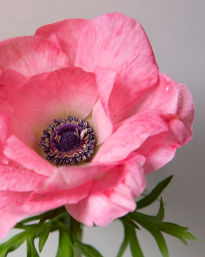 Anemone Rosa Chiaro