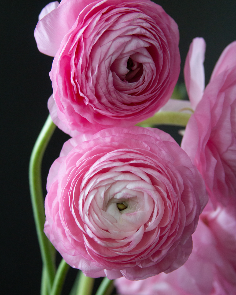 Ranunculus Rosa