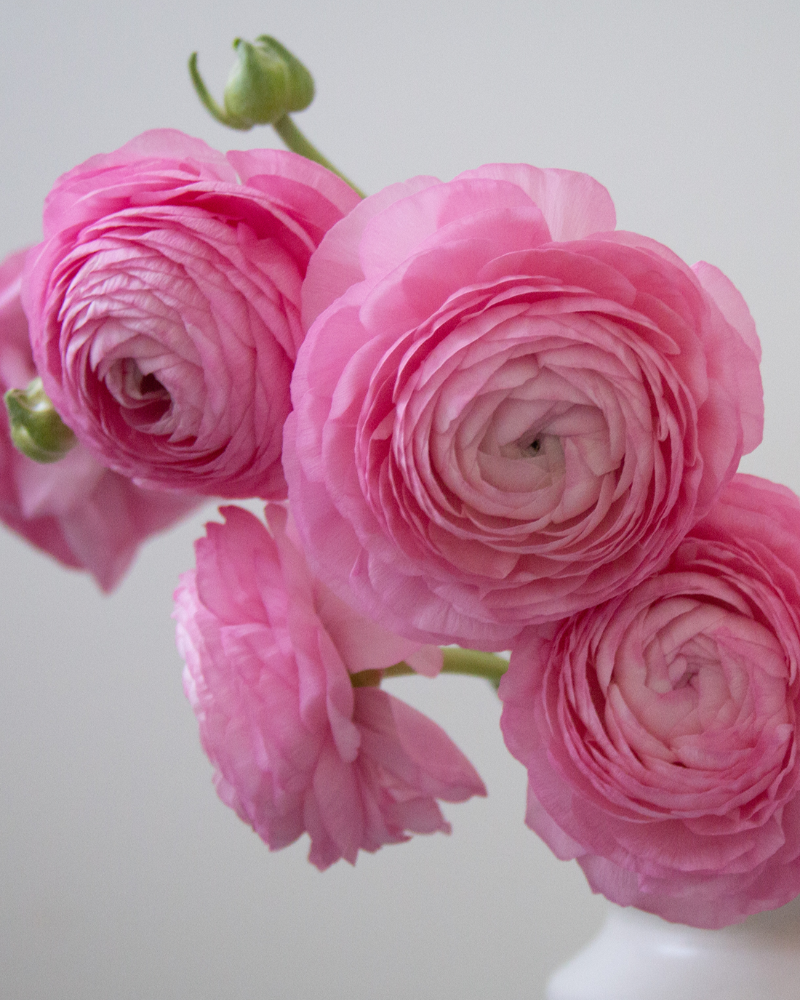 Ranunculus Rosa