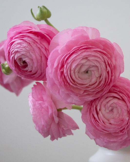 Ranunculus Rosa