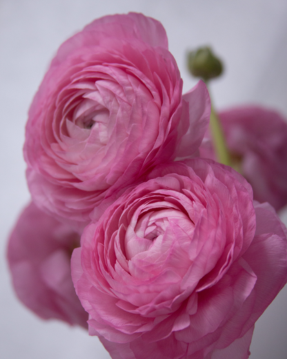 Ranunculus Rosa