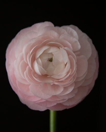 Ranunculus Rosa Chiaro