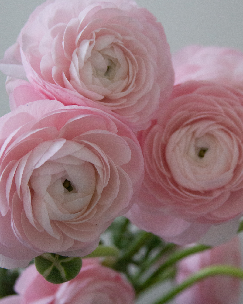 Ranunculus Rosa Chiaro