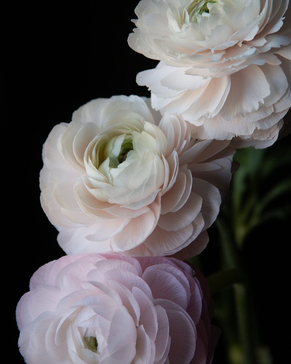 Ranunculus Rosa Chiaro