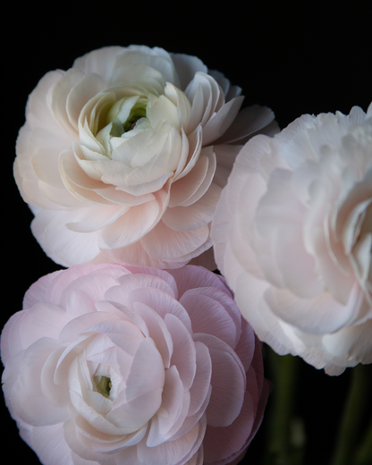 Ranunculus Rosa Chiaro