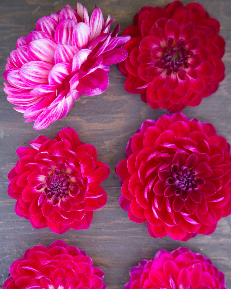 Sandia Bertha