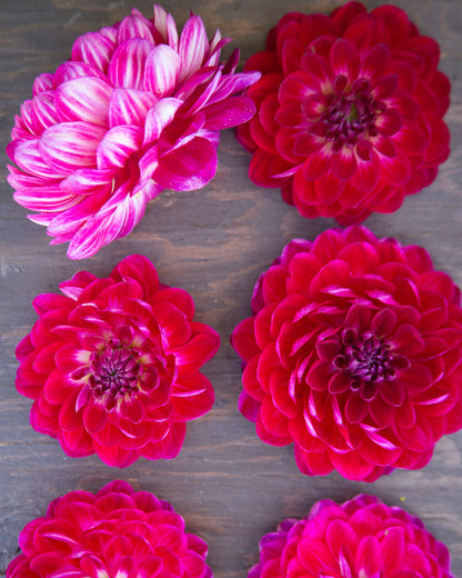 Sandia Bertha
