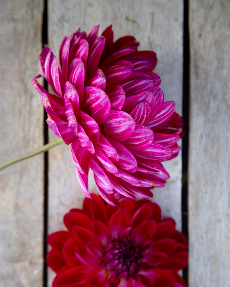 Sandia Bertha