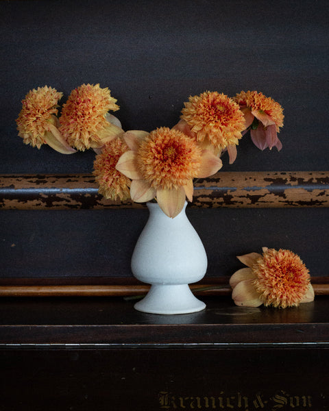 Sandia Brocade – The Dahlia House