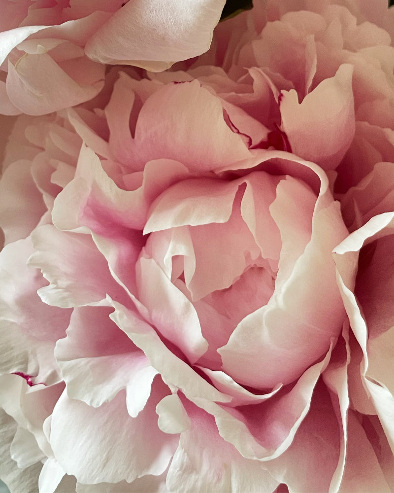 Close-up of a pink peony flower with soft focus
