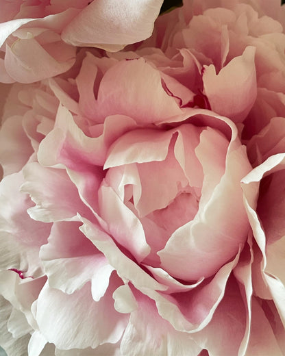 Close-up of a pink peony flower with soft focus