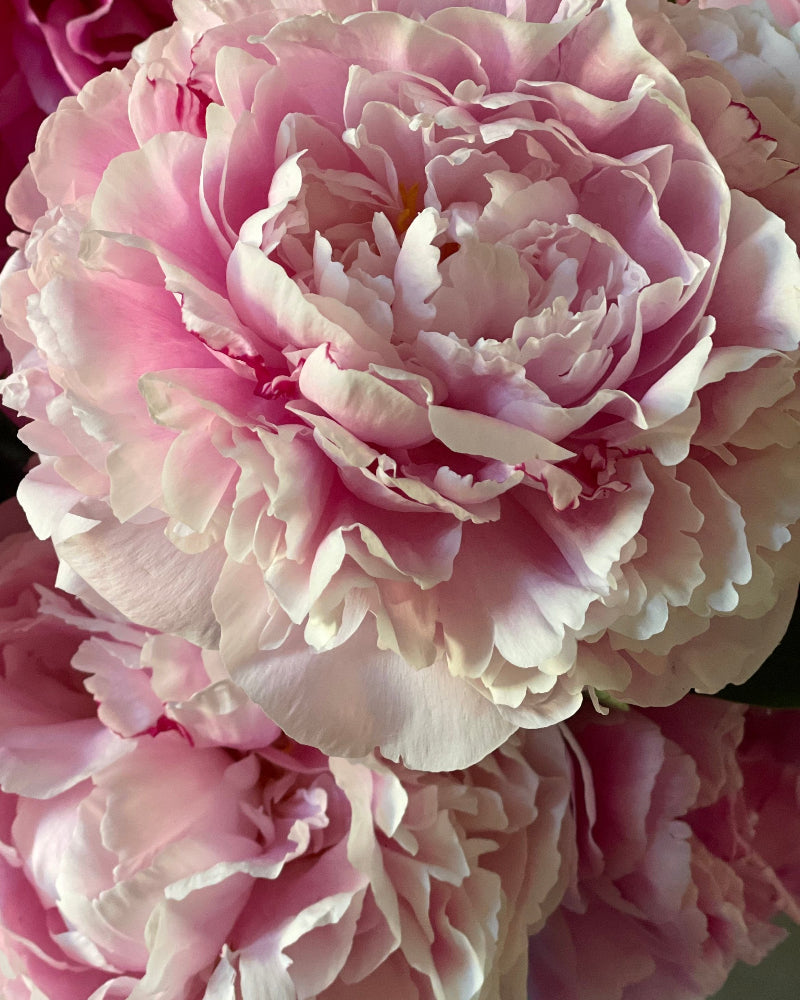 Close-up of pink peony flowers with a soft focus background