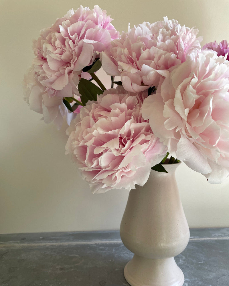 Pink peonies in a white vase on a neutral background