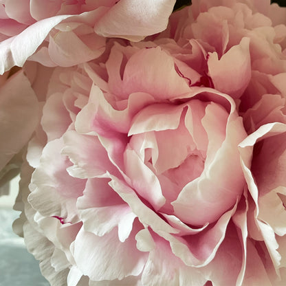 Peony Sarah Bernhardt