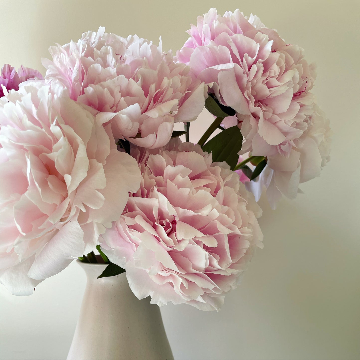 Peony Sarah Bernhardt