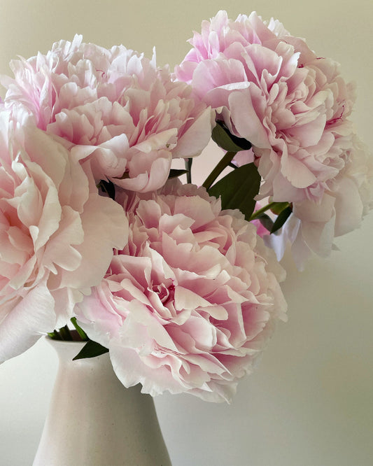 Peony Sarah Bernhardt
