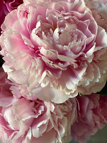 Peony Sarah Bernhardt