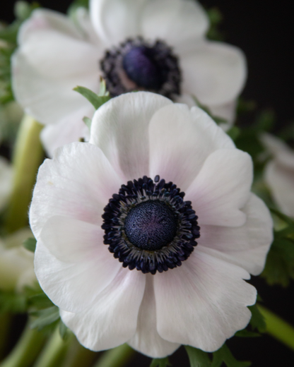 Anemone Bianco Center Nero