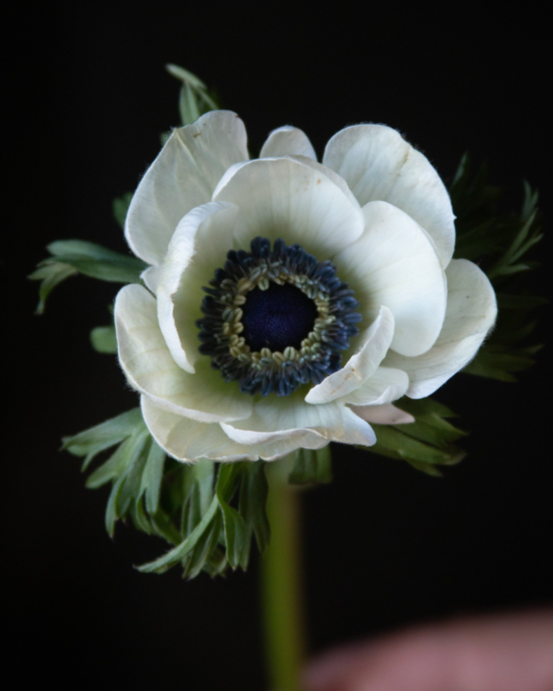 Anemone Bianco Center Nero