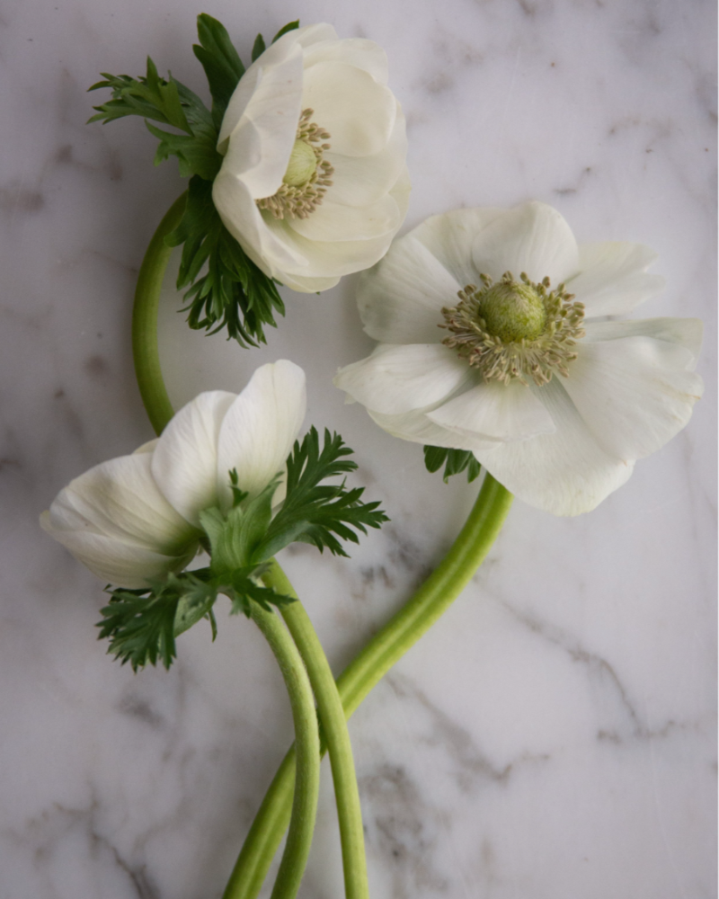 Anemone Bianco